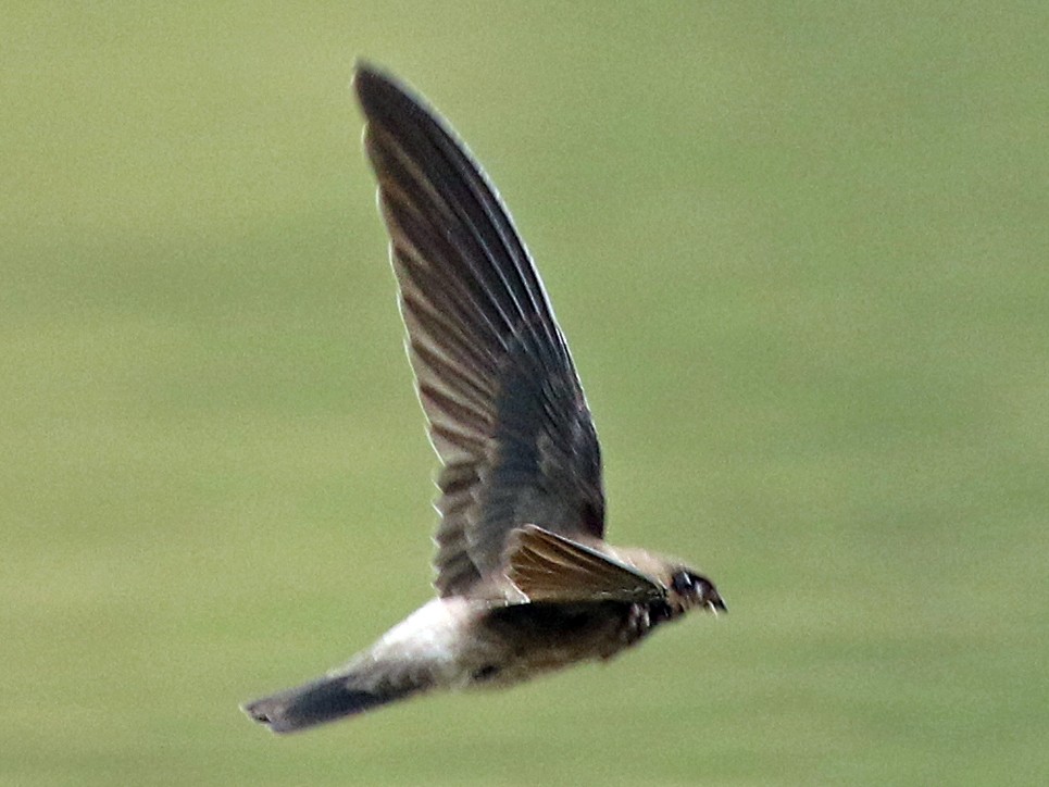 Black-nest Swiftlet - Dave Bakewell