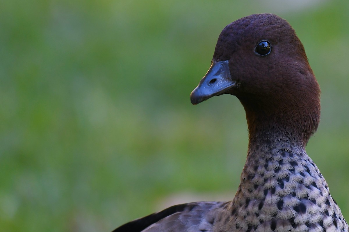 Maned Duck - Tristan Herwood