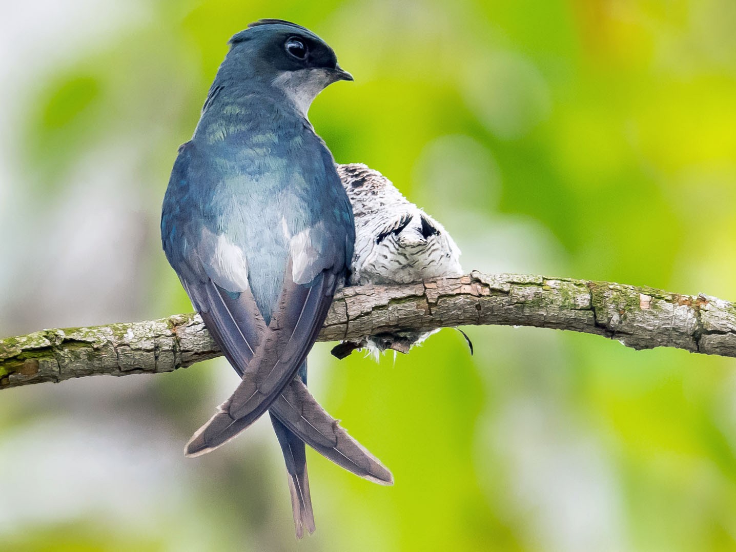 Gray-rumped Treeswift - Leslie Loh