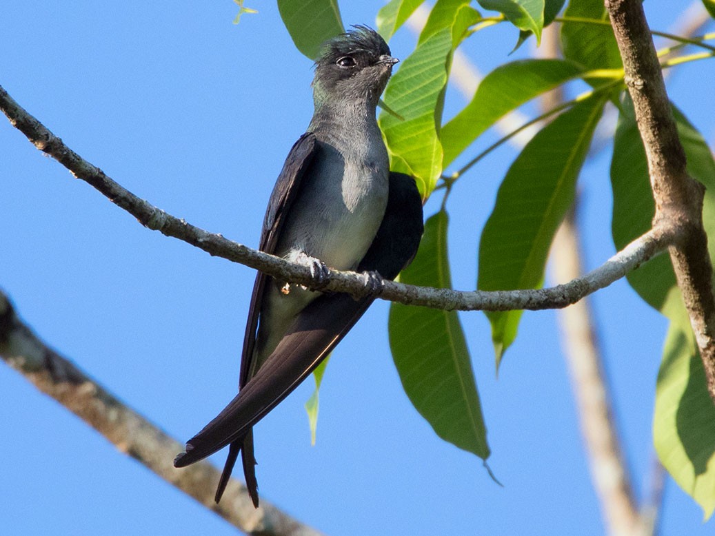 Gray-rumped Treeswift - eBird