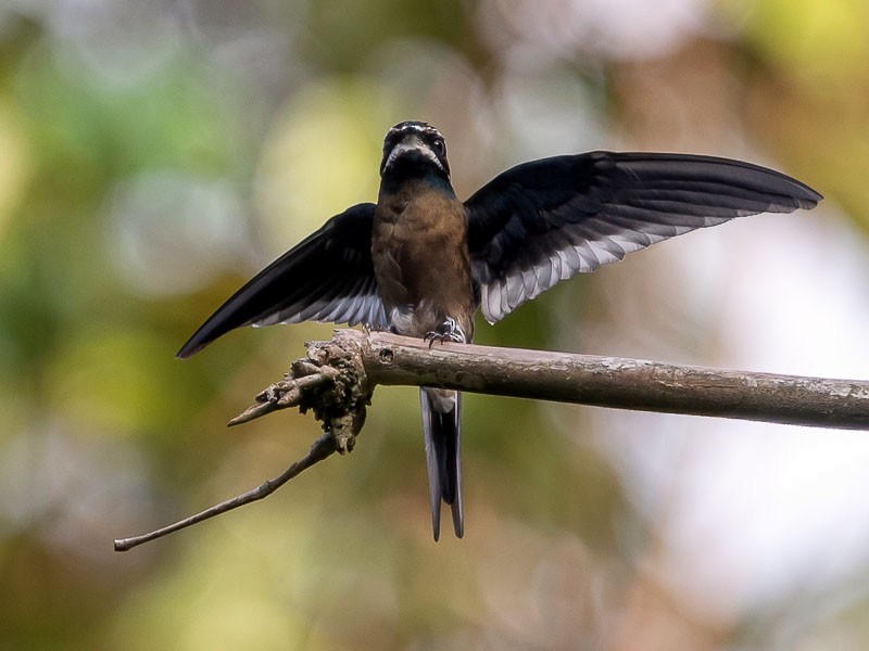 Whiskered Treeswift - eBird
