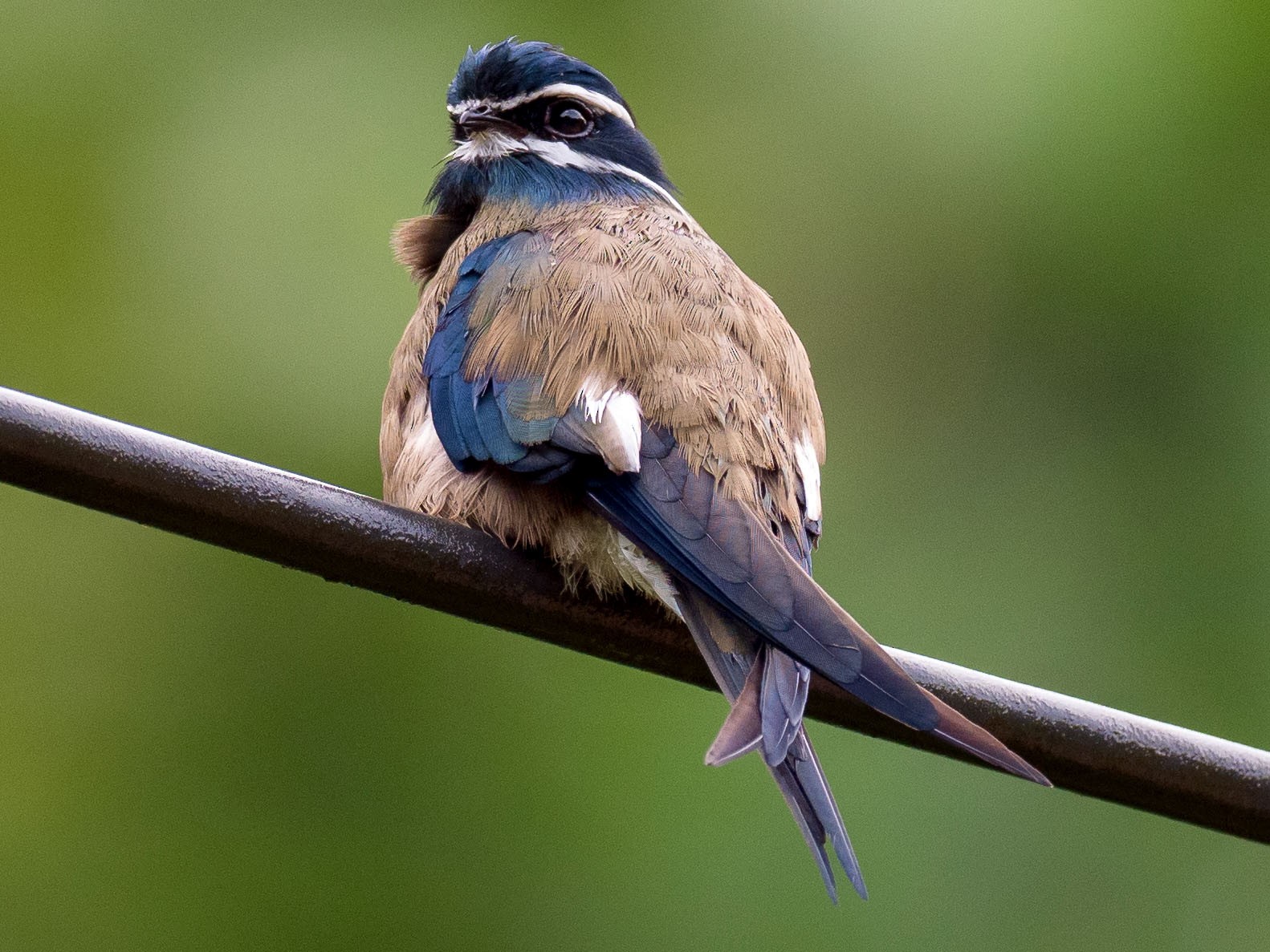 Whiskered Treeswift - eBird