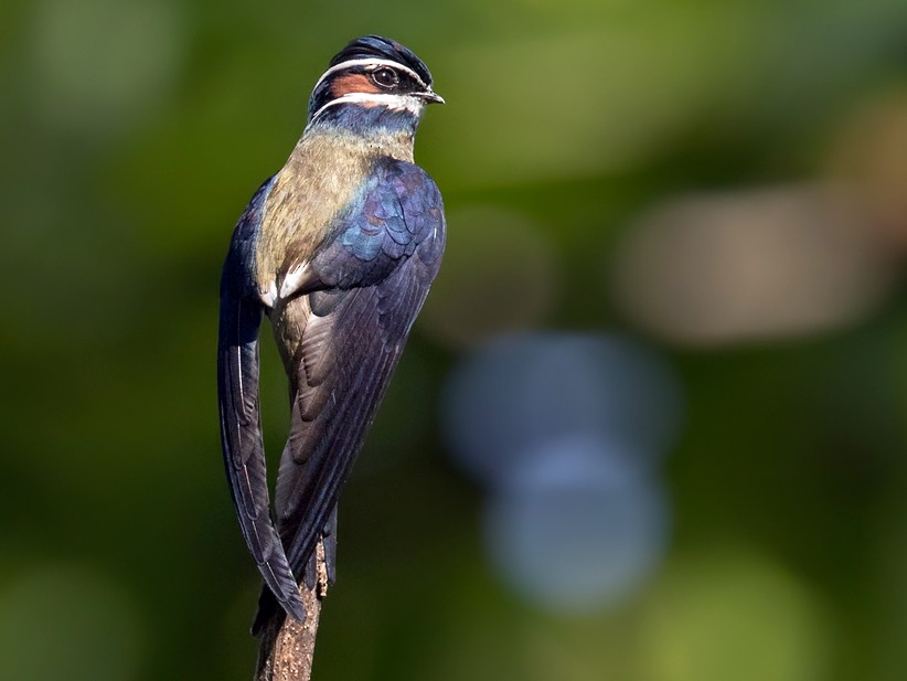 Whiskered Treeswift - Lars Petersson