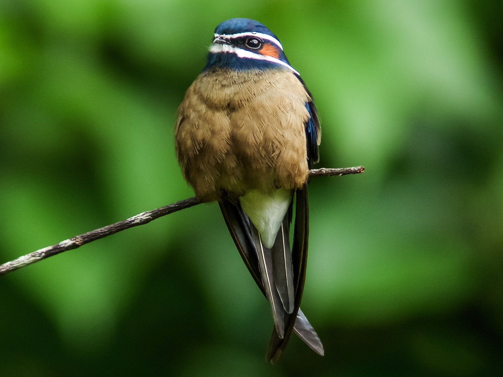 Whiskered Treeswift - eBird