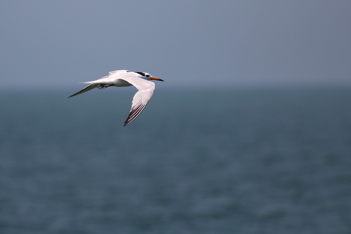 Chinese Crested Tern - Chih-Wei(David) Lin