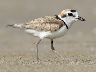  - Malaysian Plover