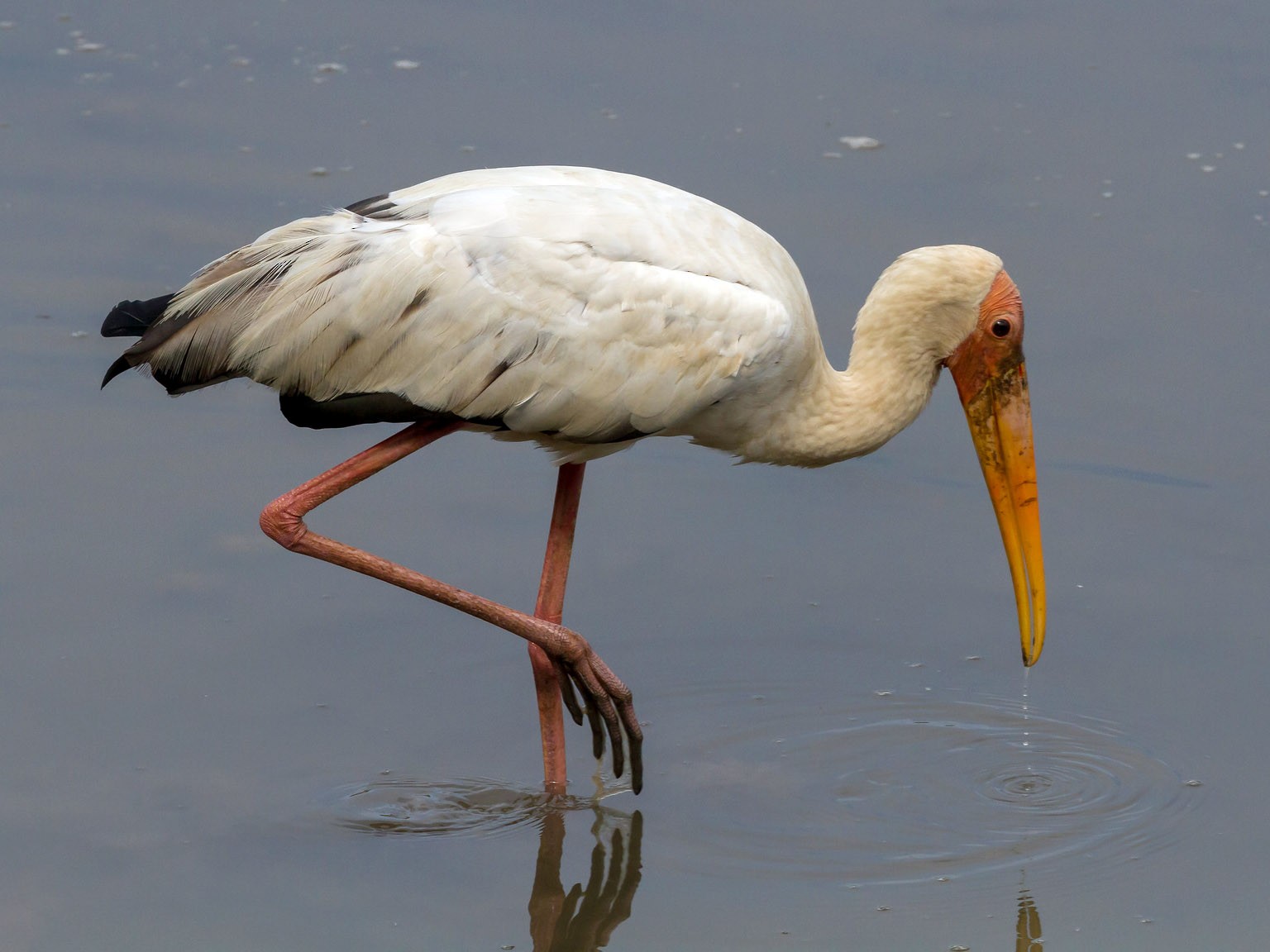 Milky Stork - Graham Possingham