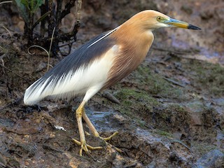 ジャワアカガシラサギの骨格標本 鳥の骨格標本図鑑