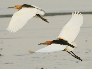 นกเต็มวัยในฤดูผสมพันธุ์ - Neoh Hor Kee - ML219753061