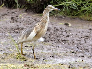 ジャワアカガシラサギの骨格標本 ジャワアカガシラサギ - eBird