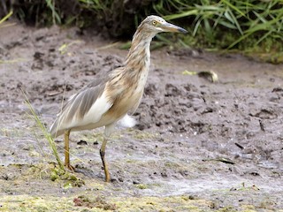 Nonbreeding adult - Holger Teichmann - ML219753081