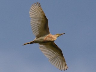 ジャワアカガシラサギ - eBird