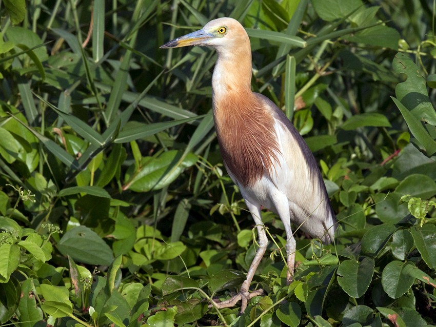 Javan Pond-Heron - Lars Petersson | My World of Bird Photography