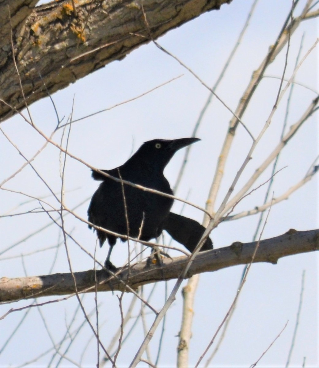 Great-tailed Grackle - ML219753741