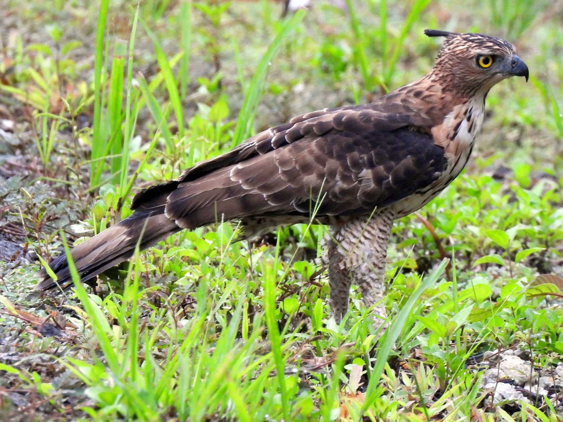 Wallace's Hawk-Eagle - Chris Burwell