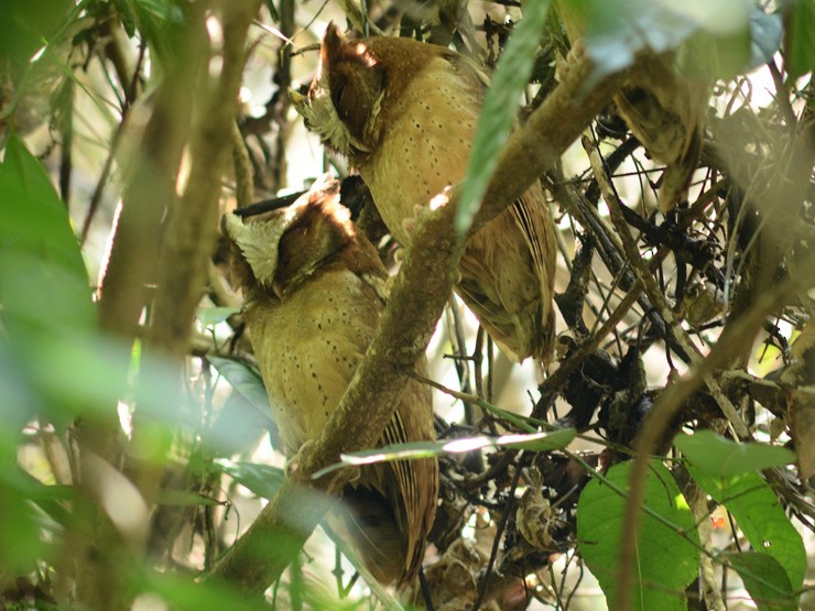 White-fronted Scops-Owl - Supaporn Teamwong