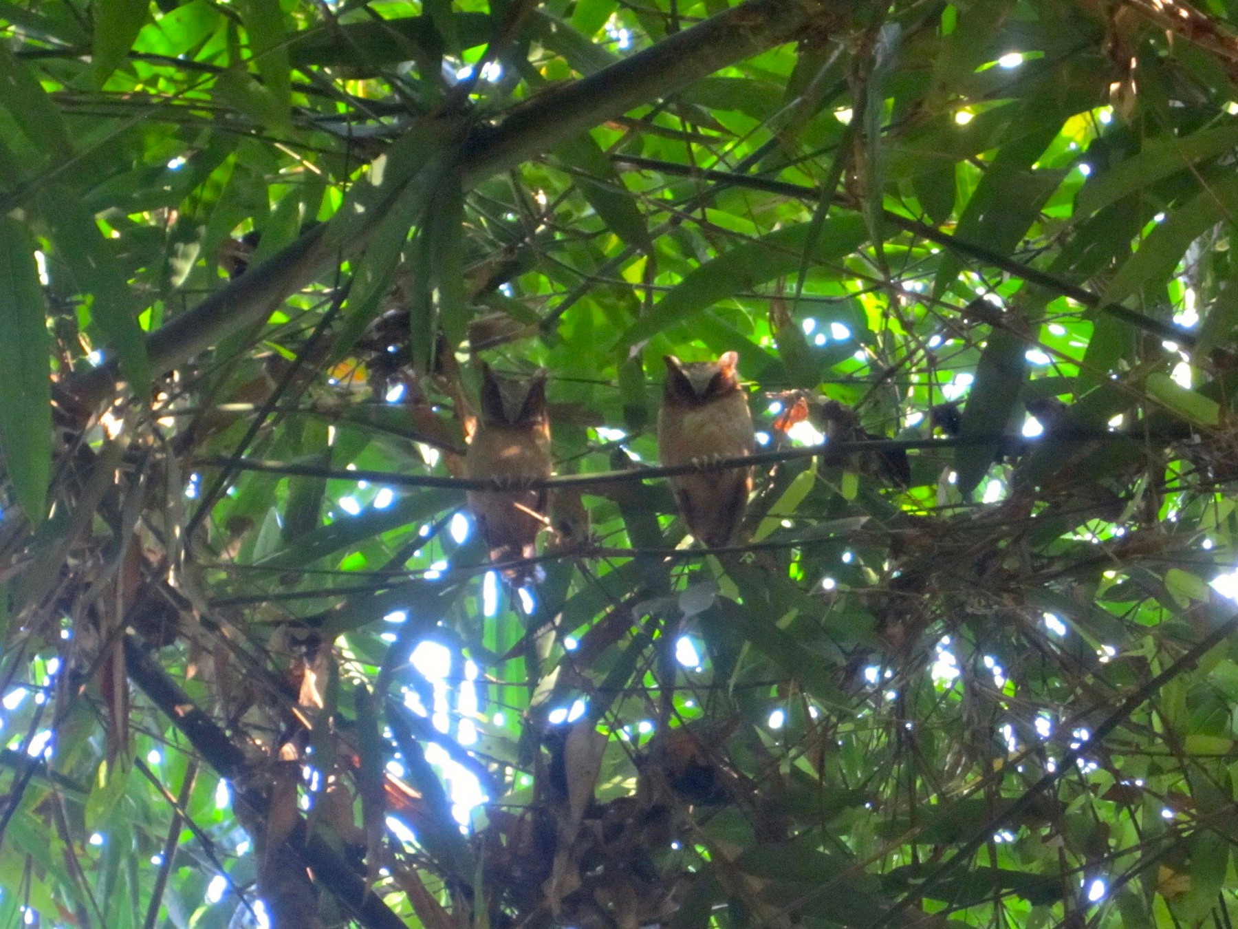 White-fronted Scops-Owl - Timo Mitzen