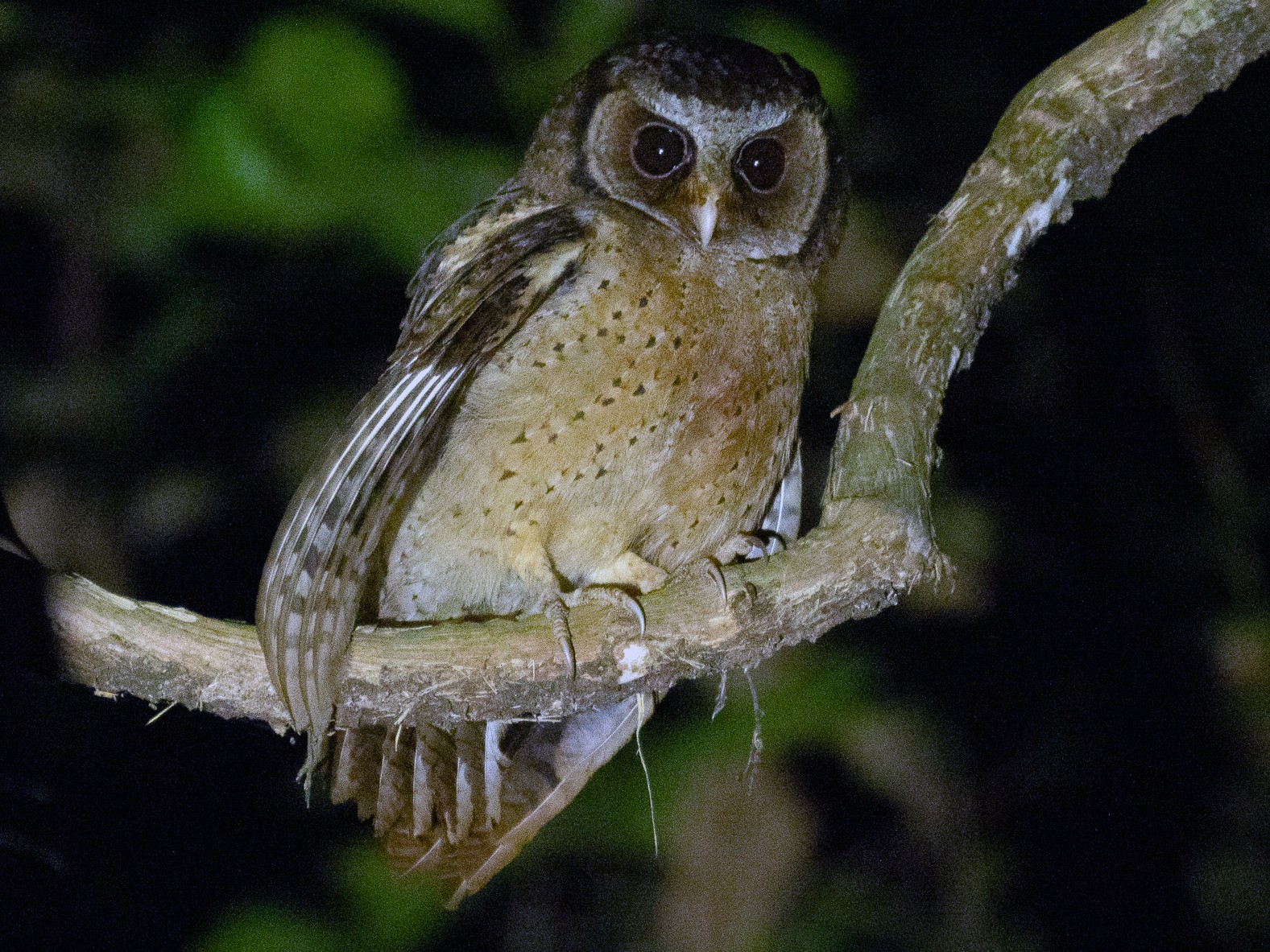 White-fronted Scops-Owl - Will Knowlton