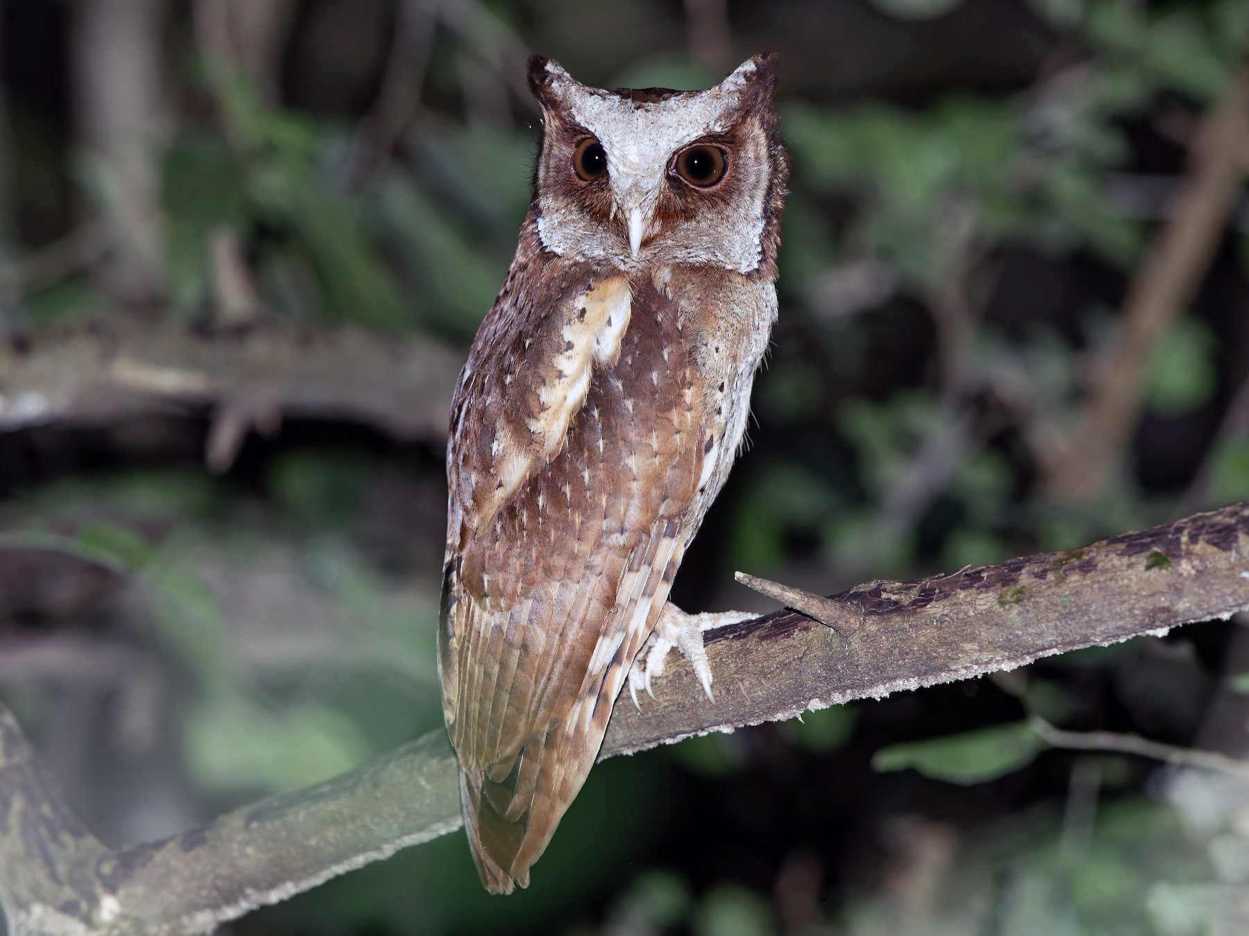 White-fronted Scops-Owl - Mathieu Bally