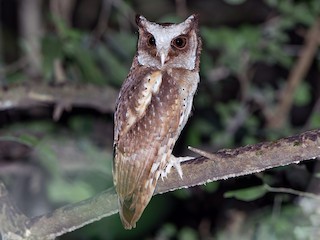  - White-fronted Scops-Owl