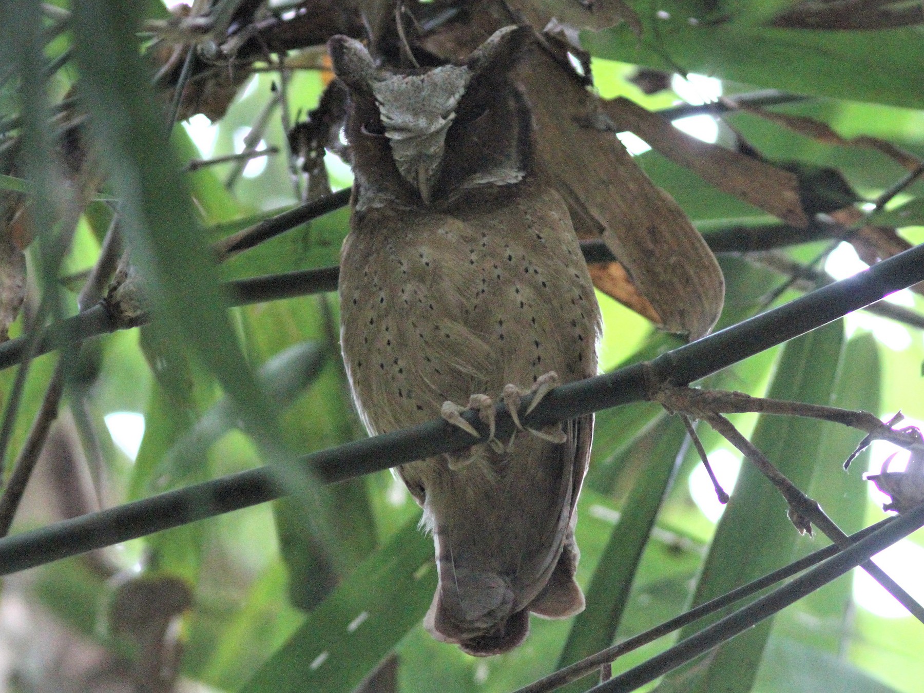 White-fronted Scops-Owl - Per Smith