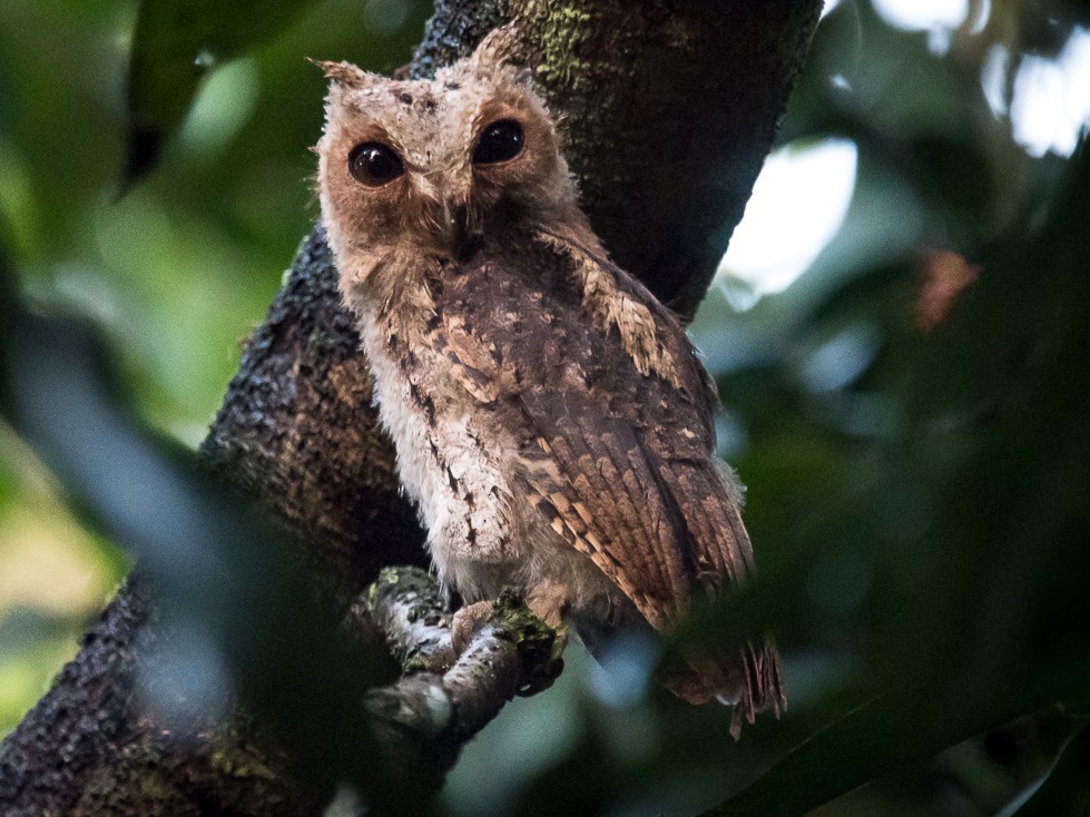 Sunda Scops-Owl - Pattaraporn Vangtal