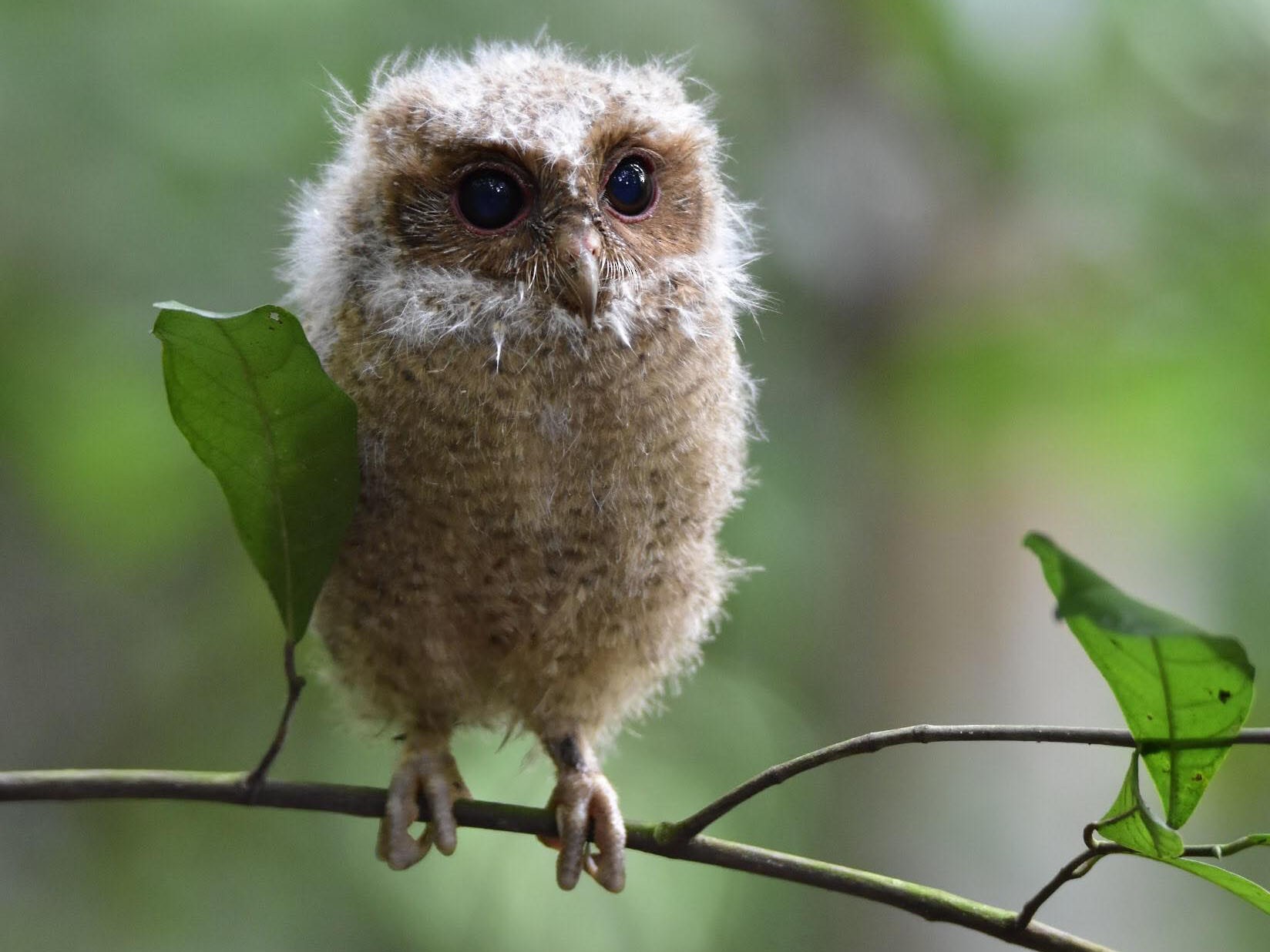 Sunda Scops-Owl - Norhafiani  A Majid