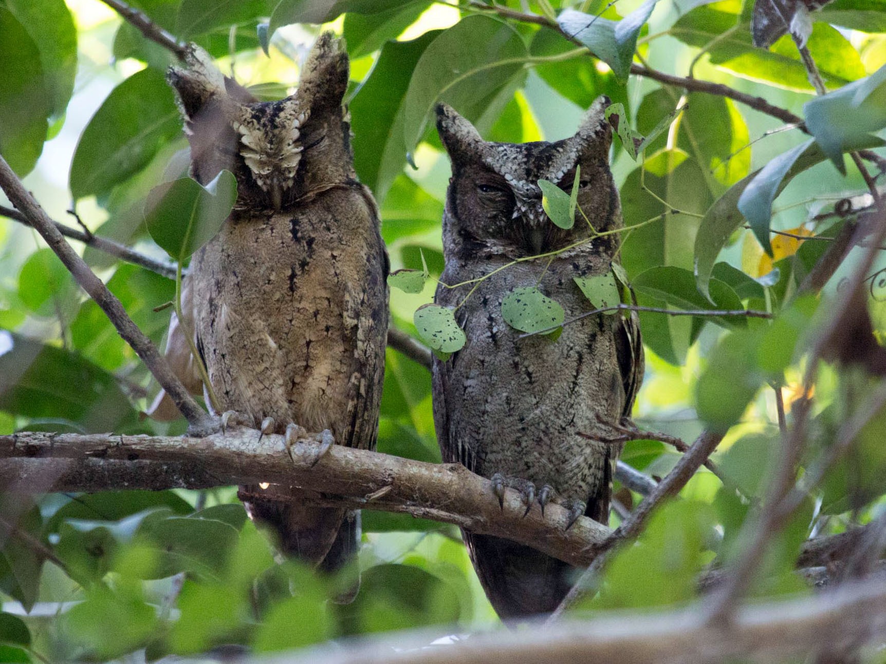 Sunda Scops-Owl - Santiago Imberti
