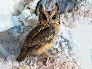 Sunda Scops Owl Otus Lempiji Birds Of The World