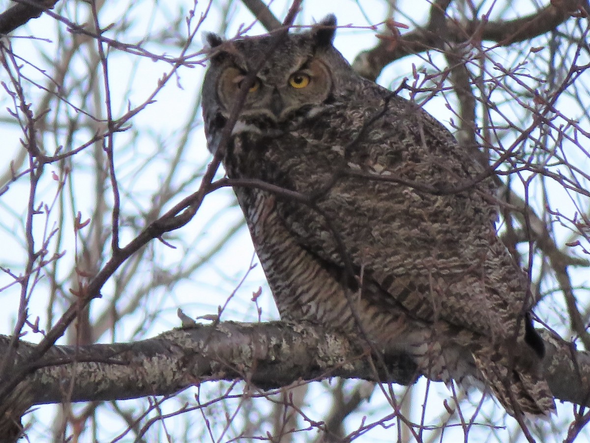 Great Horned Owl - ML219758981