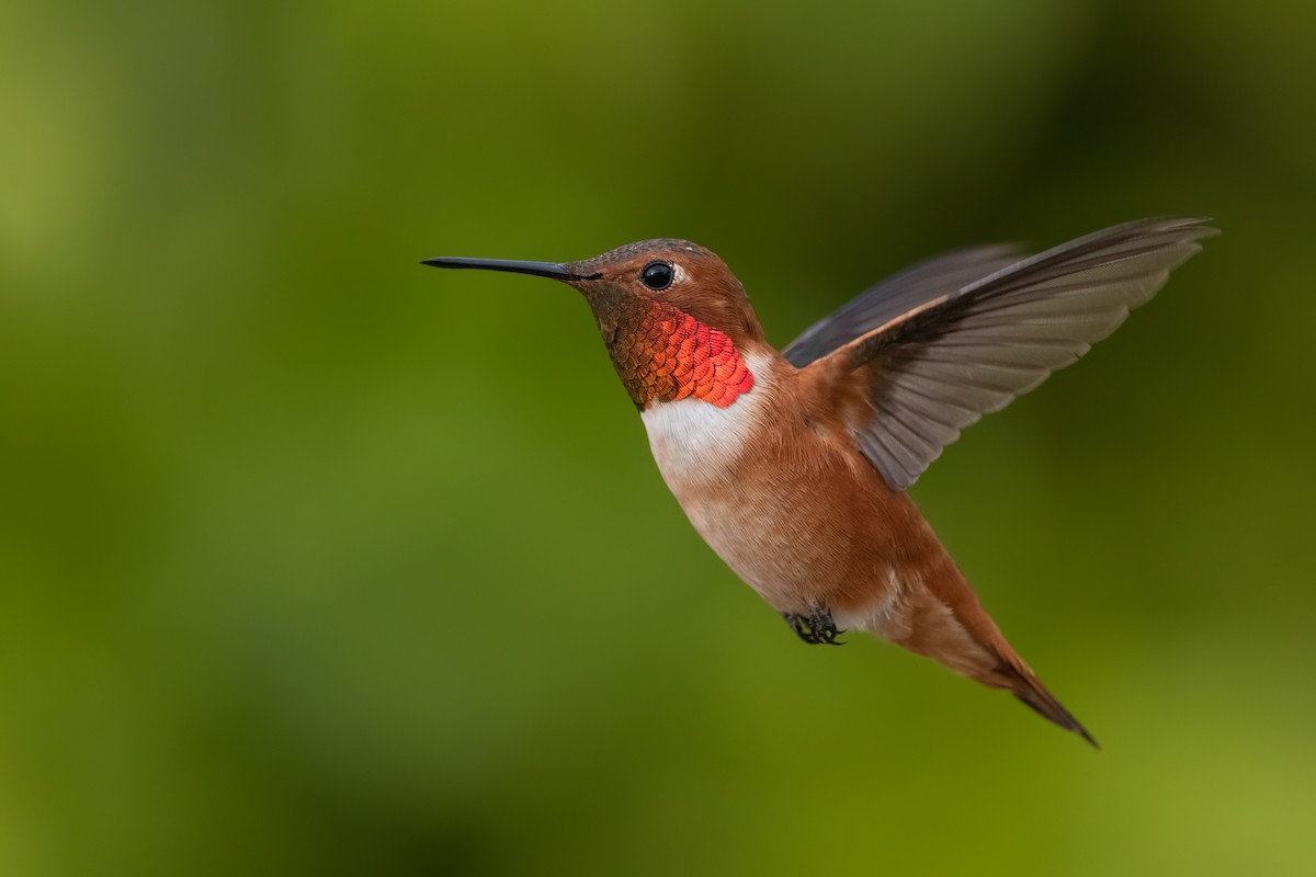 Rufous Hummingbird - Sharif Uddin