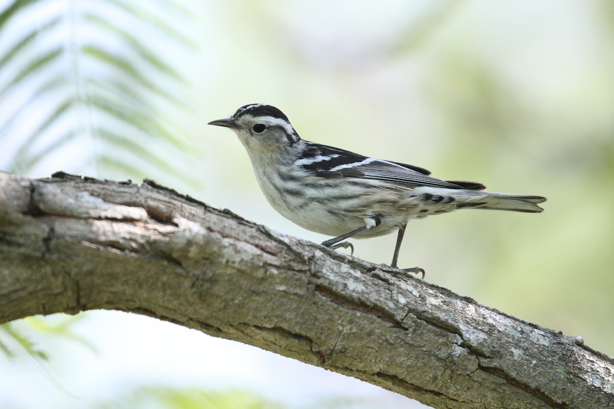 Black-and-white Warbler - ML219761661