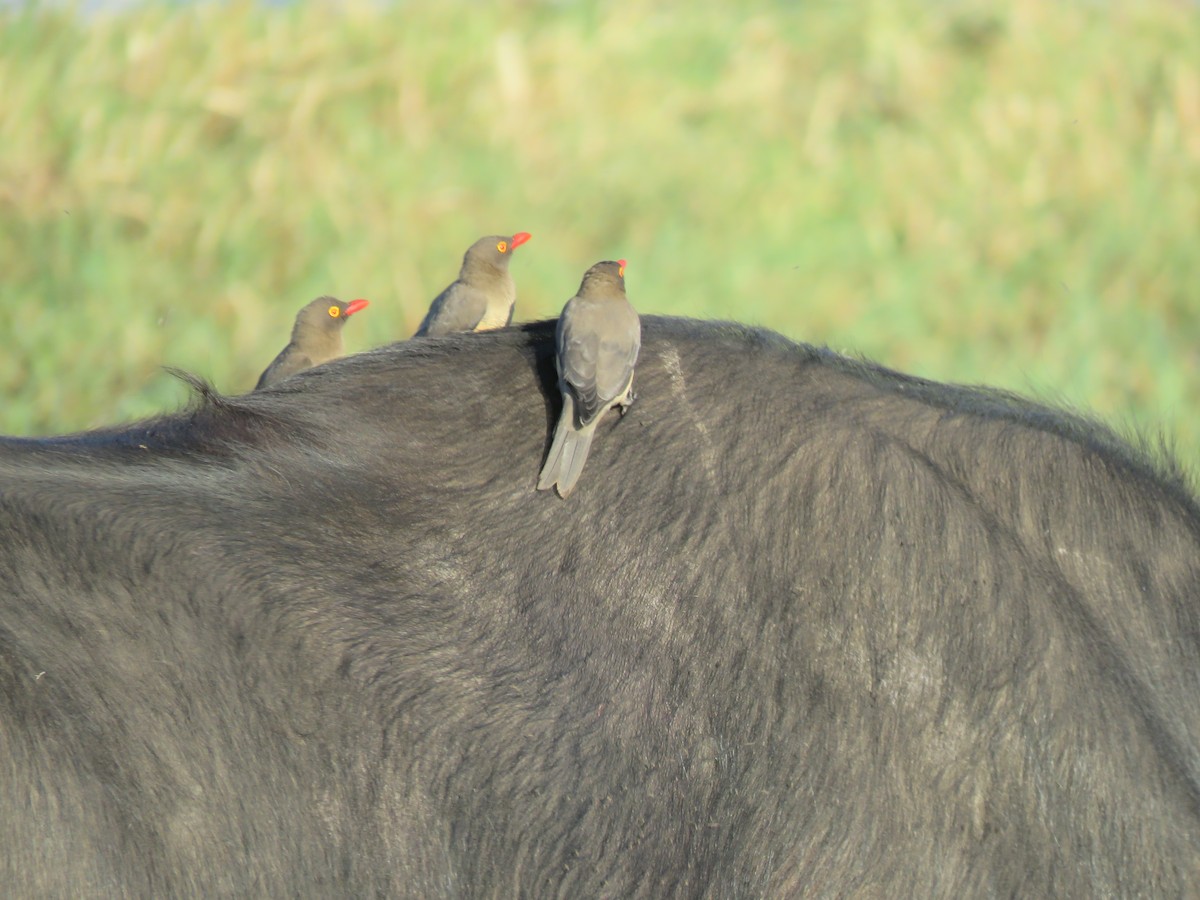 Red-billed Oxpecker - ML219763631