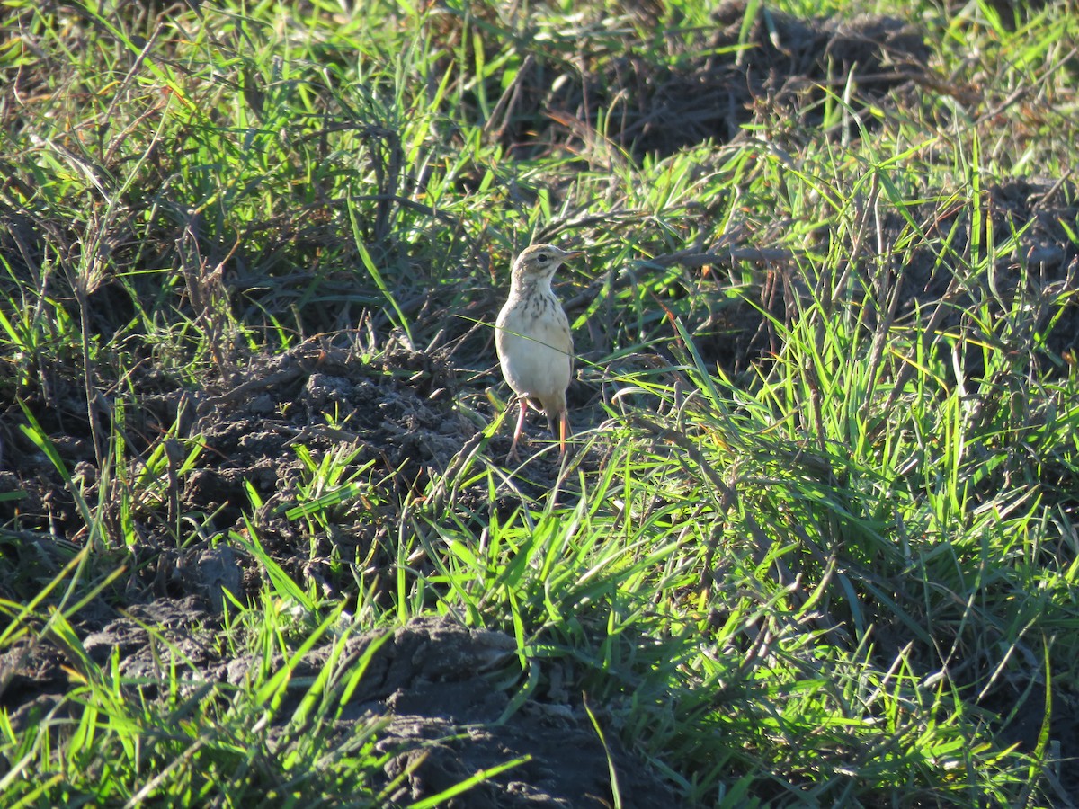 African Pipit - ML219763661