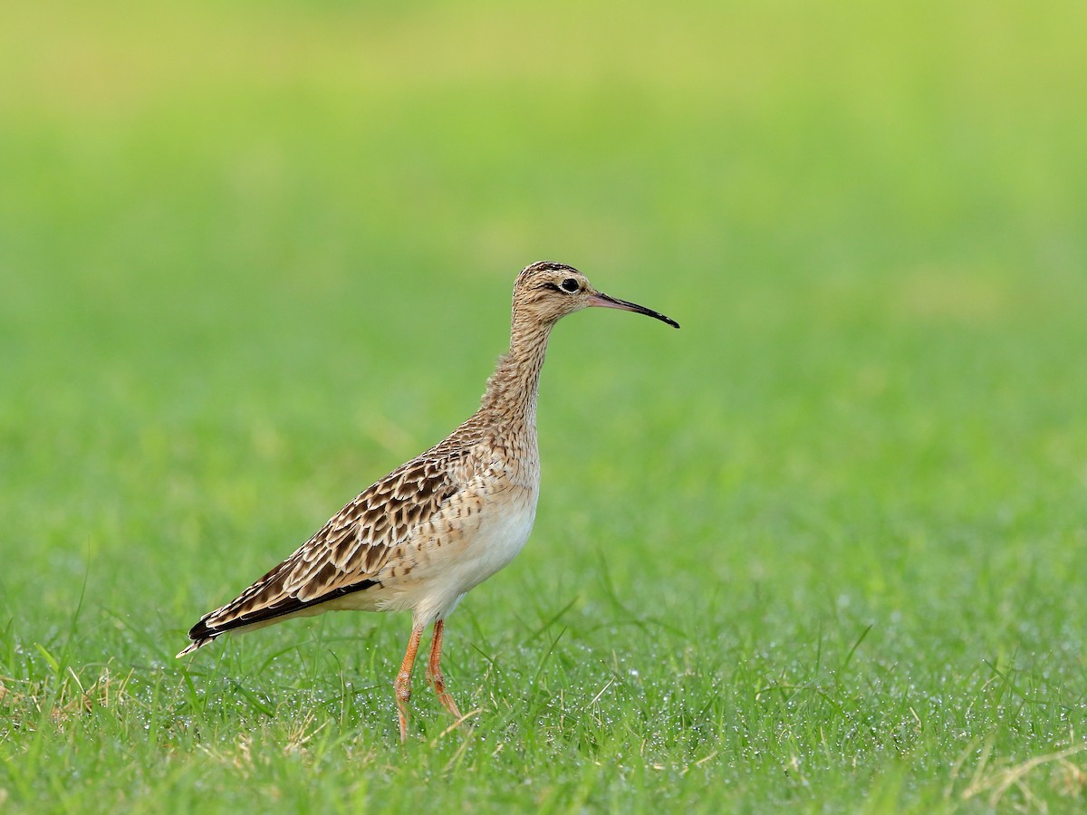 Little Curlew - ML219764861