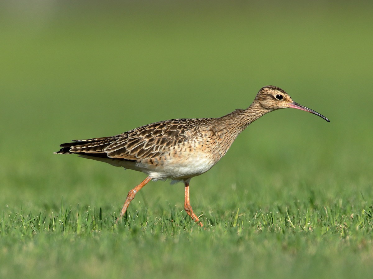 Little Curlew - ML219765091