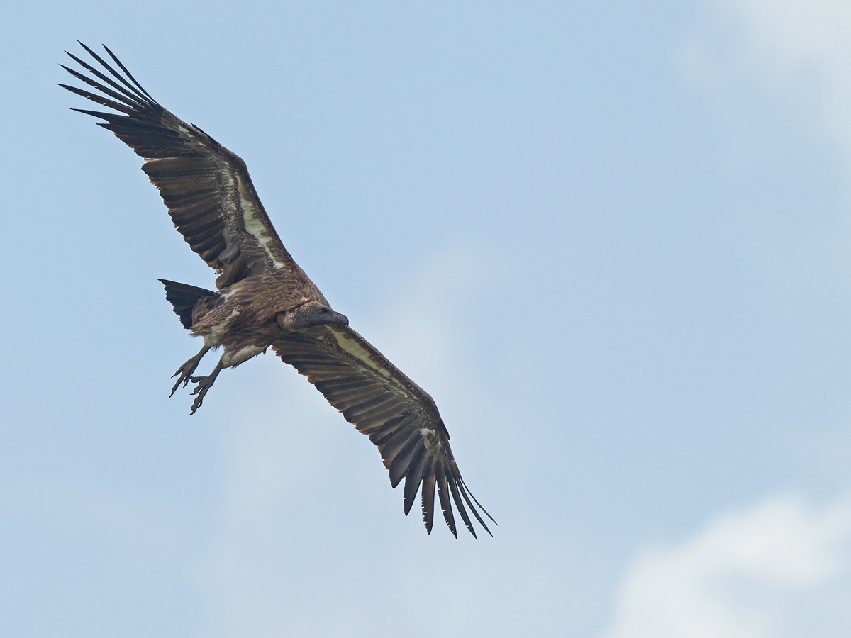 White-backed Vulture - Niall D Perrins
