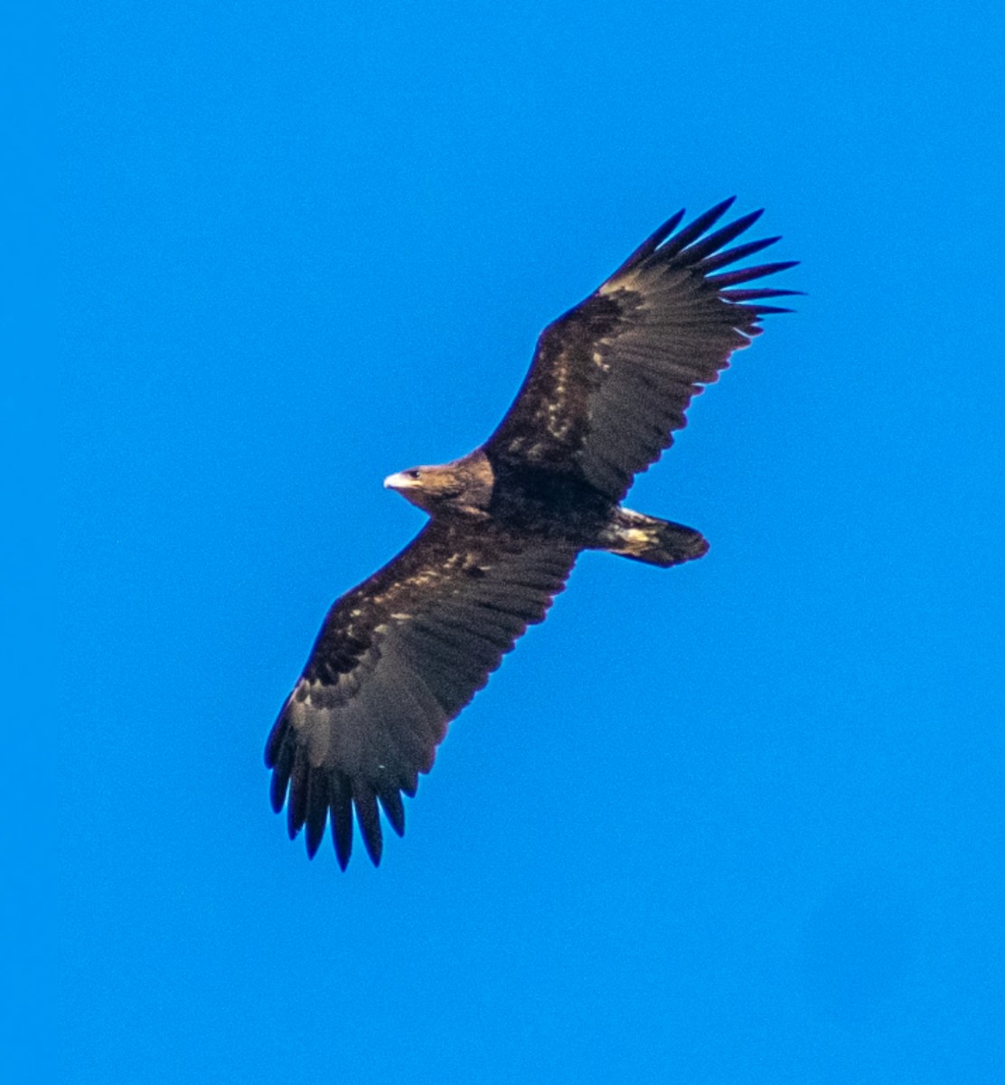 Greater Spotted Eagle - ML219768921