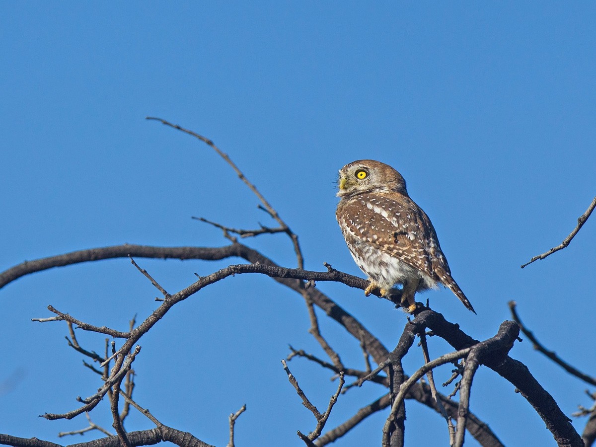 Pearl-spotted Owlet - ML219769361