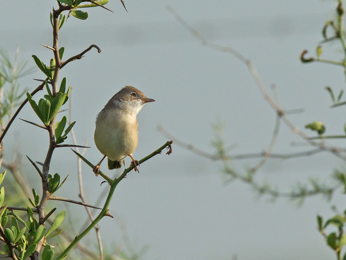 Greater Whitethroat - Niall D Perrins