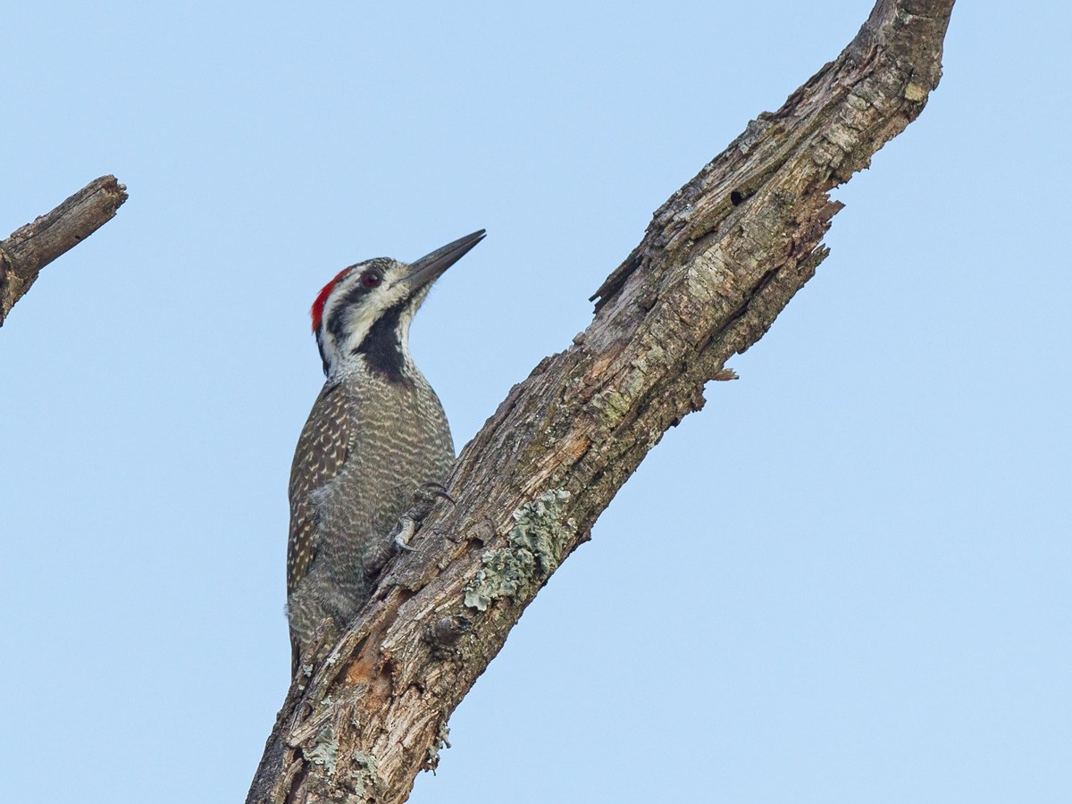 Bearded Woodpecker - Niall D Perrins