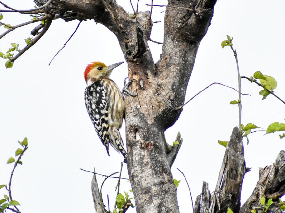 Yellow-crowned Woodpecker - Ajay  Kumar
