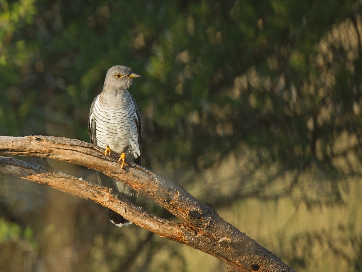 Common Cuckoo - Niall D Perrins