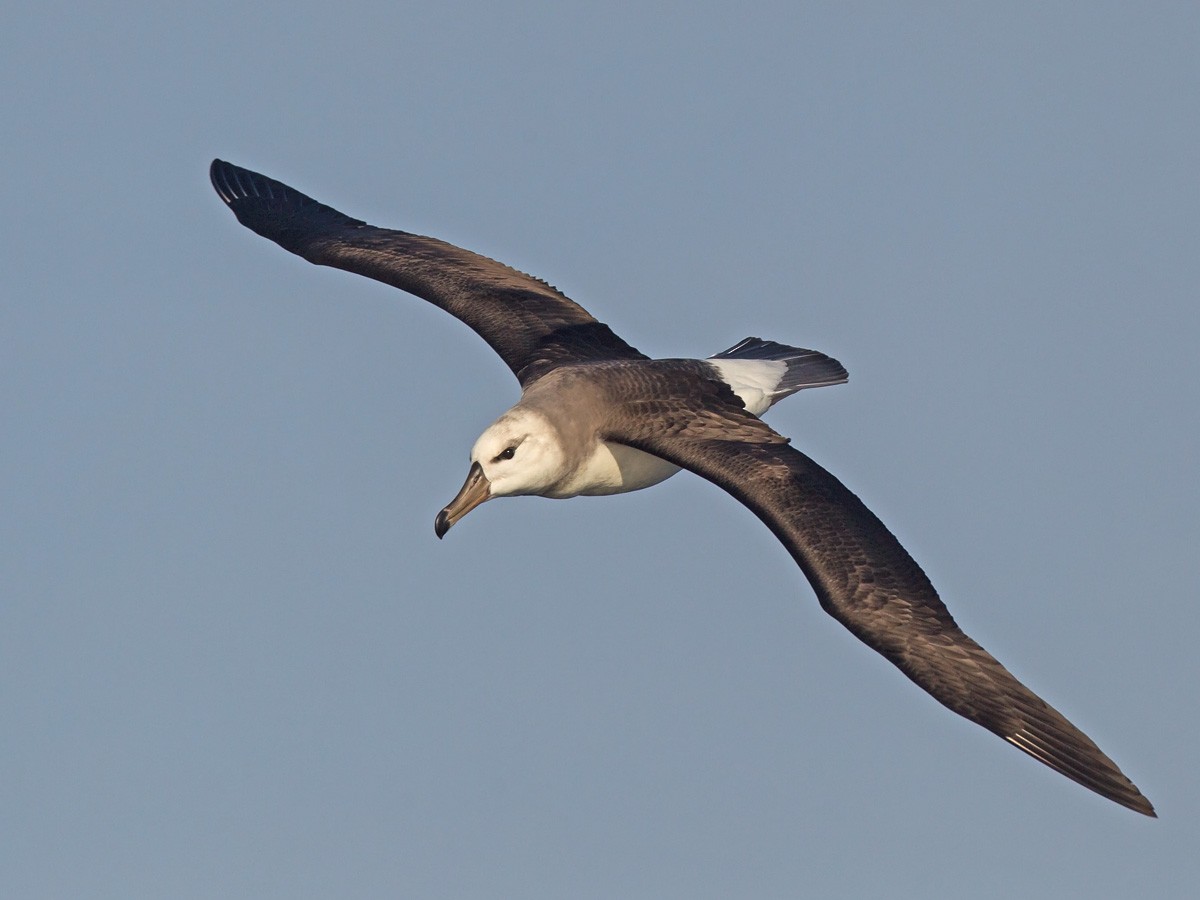 Black-browed Albatross (Black-browed) - Niall D Perrins