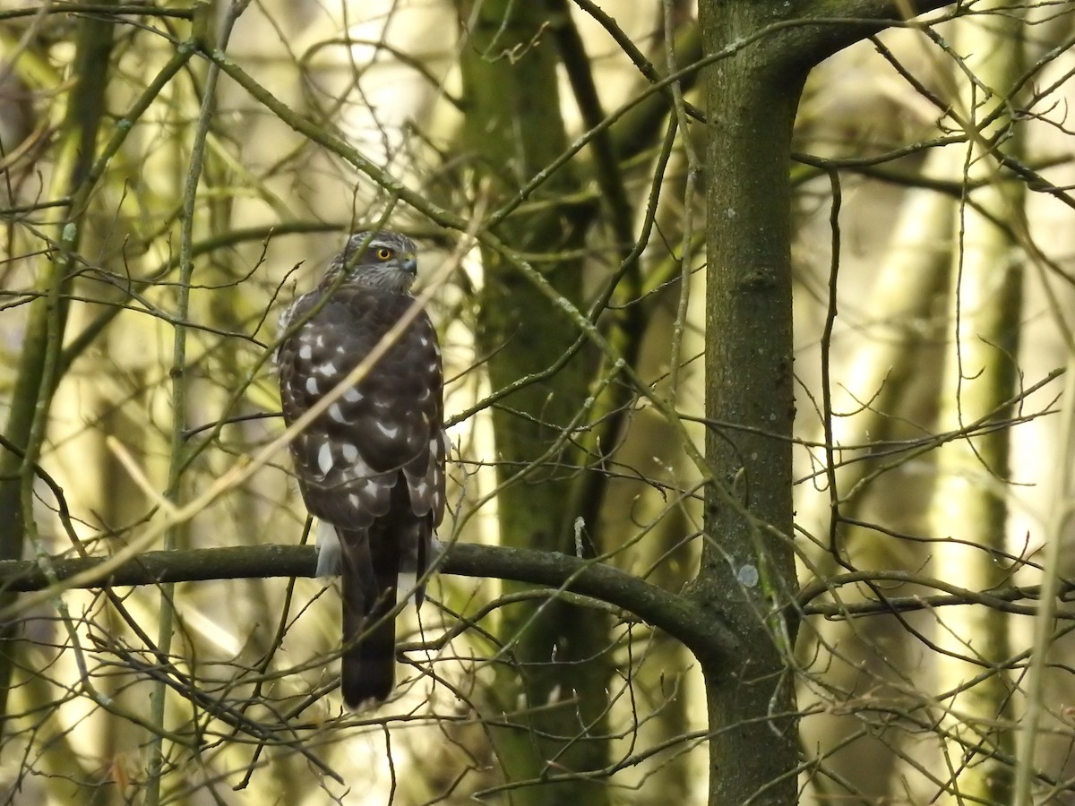 Eurasian Sparrowhawk - Ankit Vikrant
