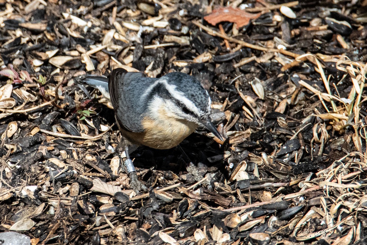Red-breasted Nuthatch - ML219777091