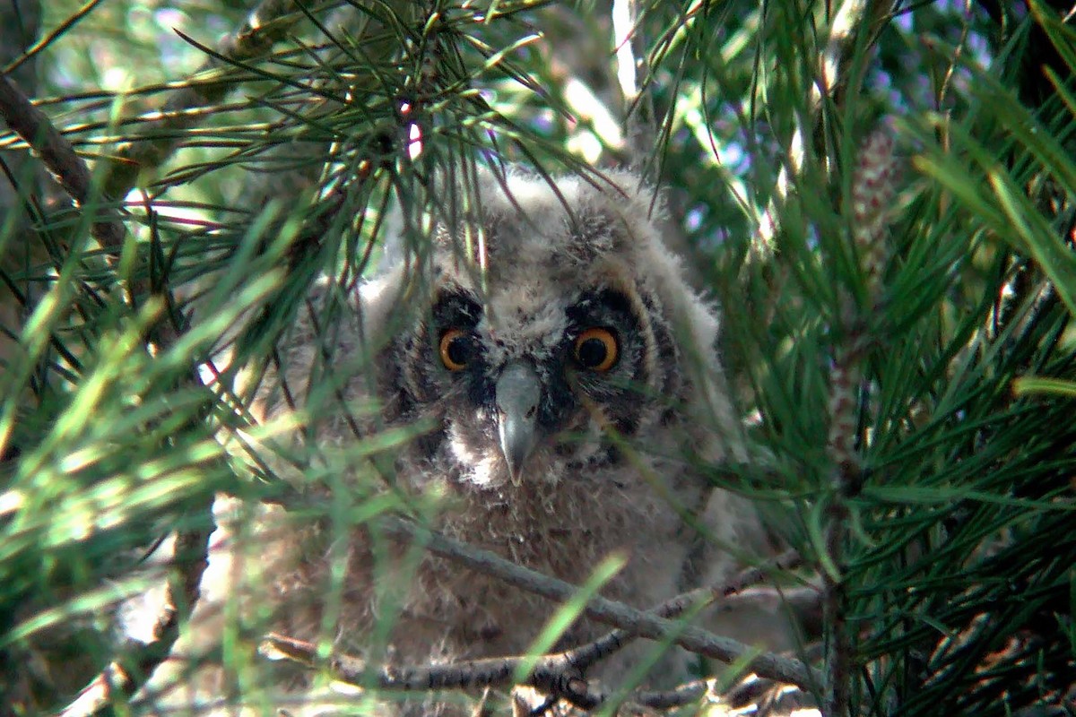 Long-eared Owl - Miguel Rouco