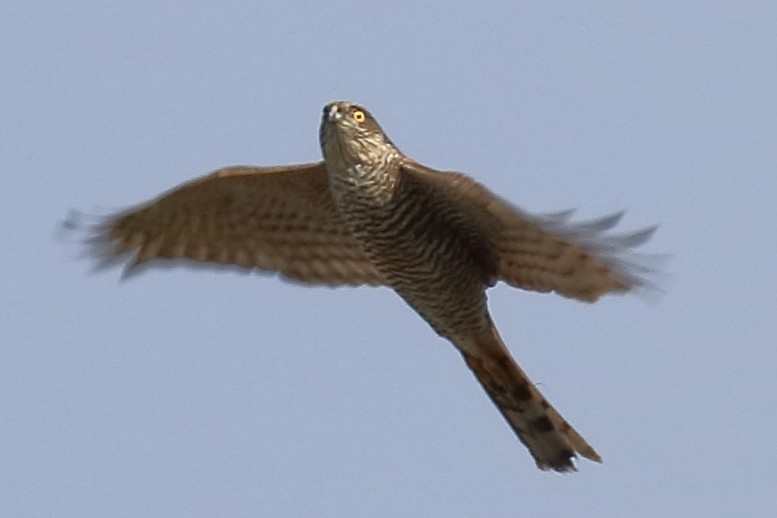 Eurasian Sparrowhawk - ML219777161
