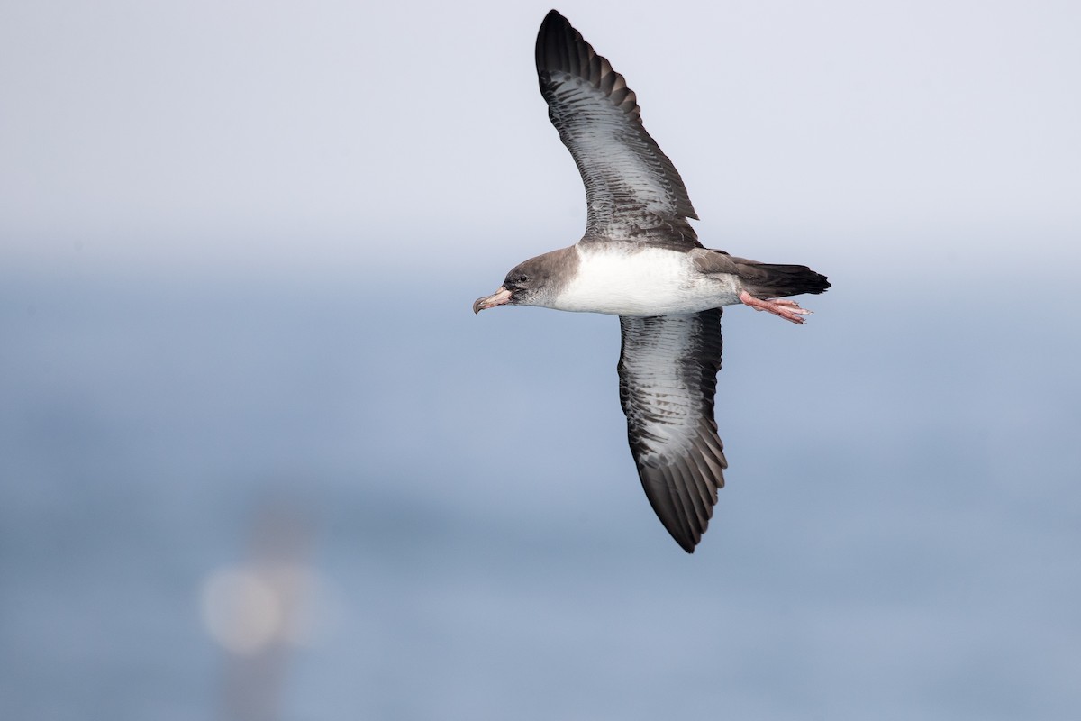 Pink-footed Shearwater - ML219782311