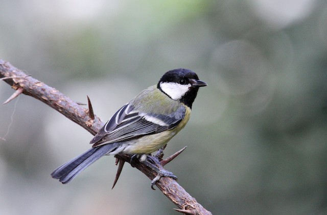 The Great Tit (Parus Major) Or Titmouse Is A Widespread And Common Species  Throughout Europe, The Middle East, Central And Northern Asia, And Parts Of  North Africa In Any Sort Of Woodland.